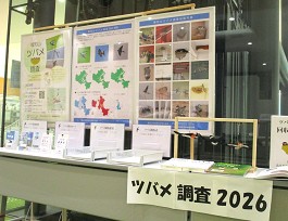 >中央館「ツバメ」展示の様子